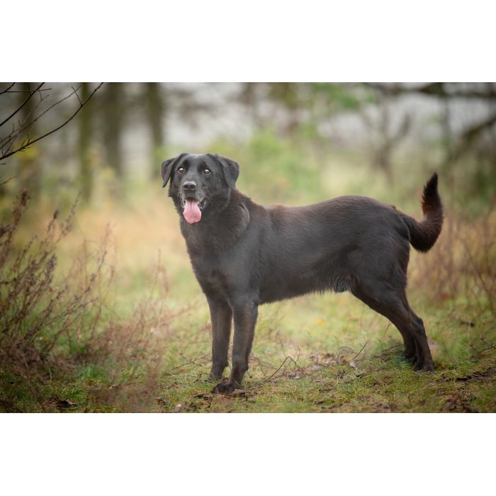 Uśmiechnięty Portos w typie labradora szuka domu!