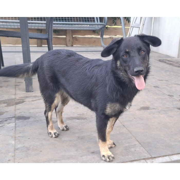 Łagodna Milusia SZCZENIAK szuka kochającego domu!