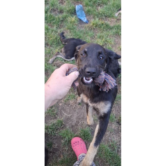 Łagodna Milusia SZCZENIAK szuka kochającego domu!