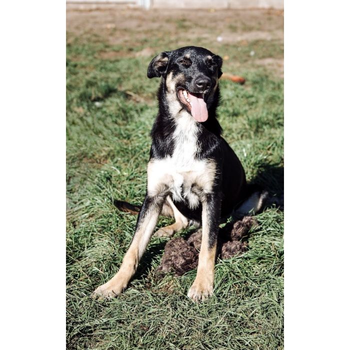 Tutka - sunia ideał, młoda, kotolubna, wesoła!