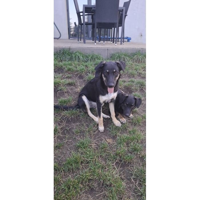 Tutka - sunia ideał, młoda, kotolubna, wesoła!