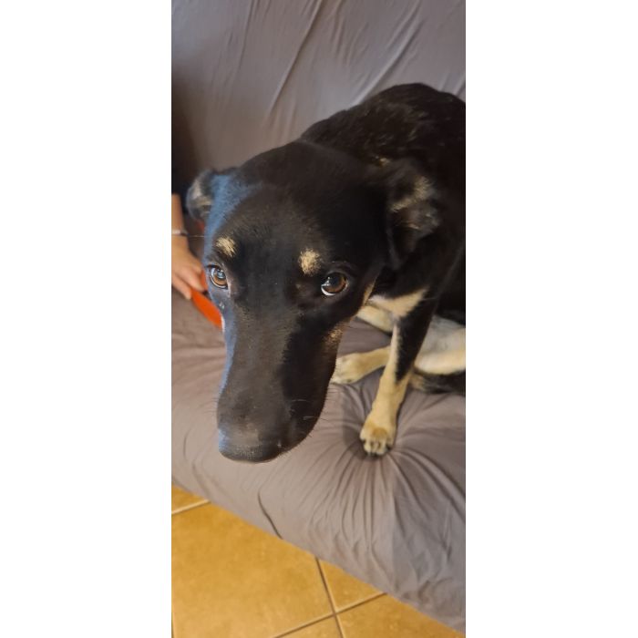 Tutka - sunia ideał, młoda, kotolubna, wesoła!