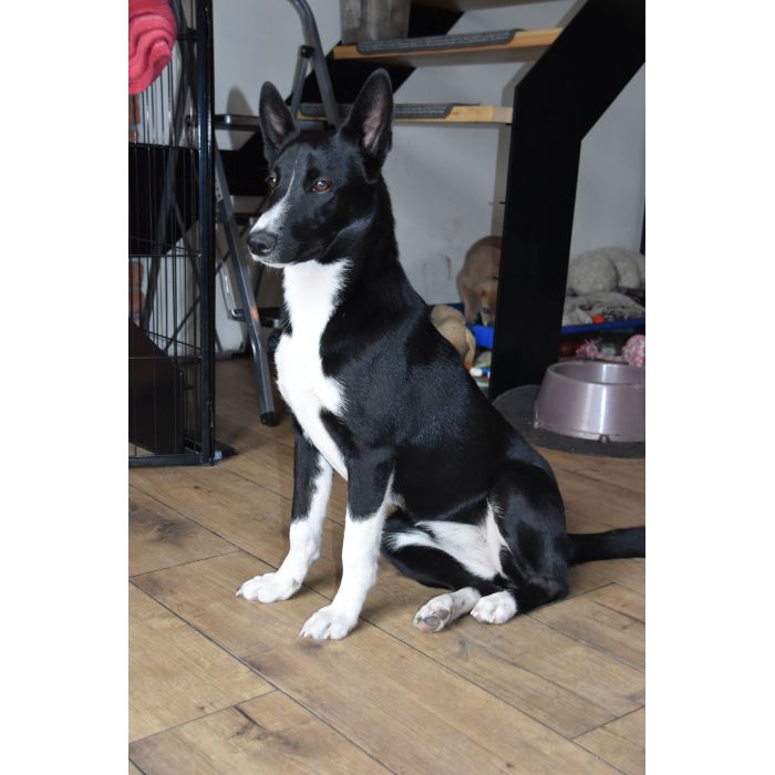 Pepa - wesoła, przyjazna suczka border mix szuka domu!