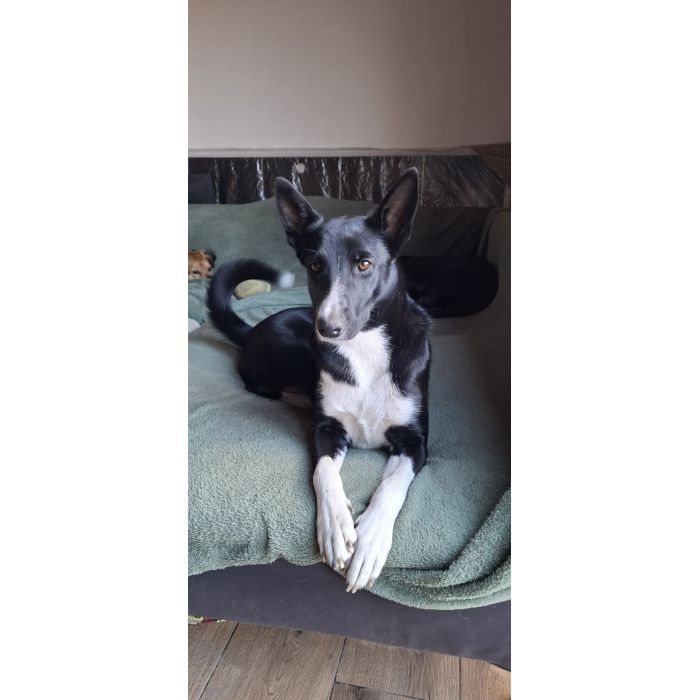 Pepa - wesoła, przyjazna suczka border mix szuka domu!