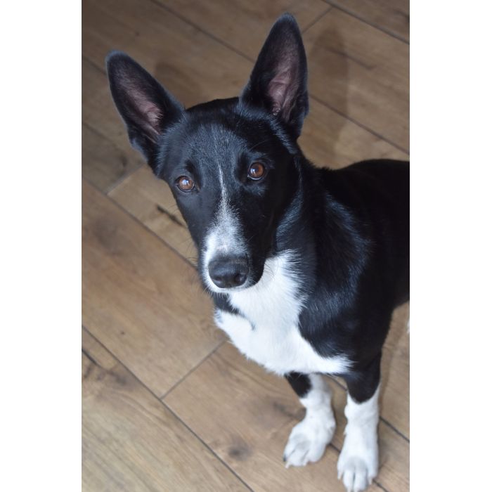 Pepa - wesoła, przyjazna suczka border mix szuka domu!