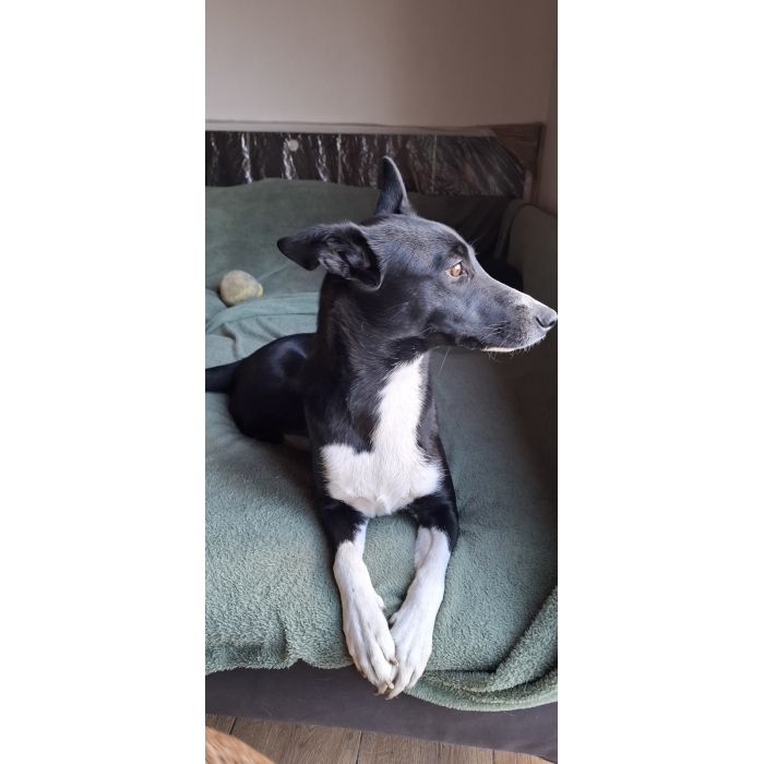 Pepa - wesoła, przyjazna suczka border mix szuka domu!