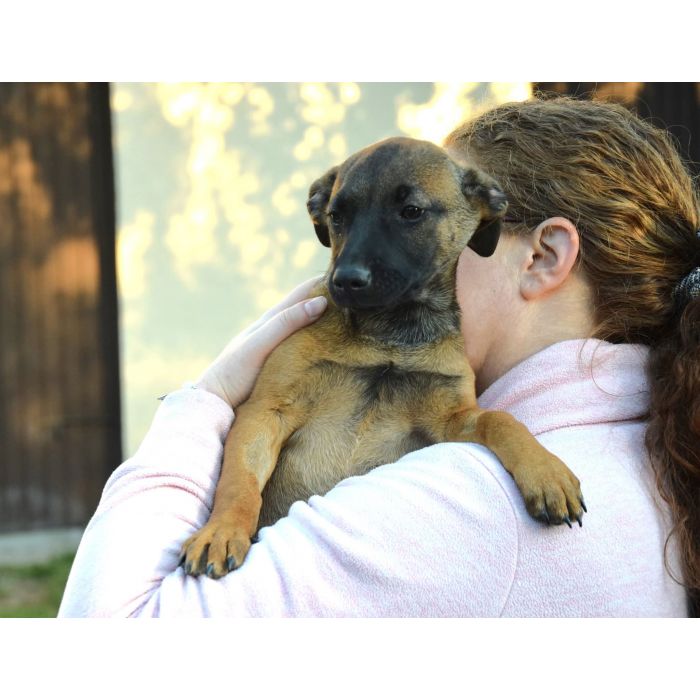 5 miesięczna Tina szczeniak szuka domu!