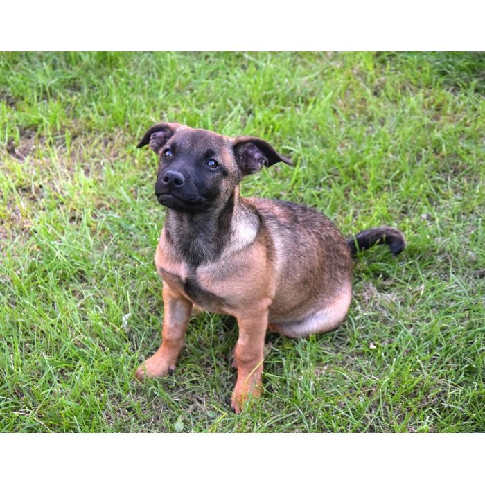 5 miesięczna Tina szczeniak szuka domu!