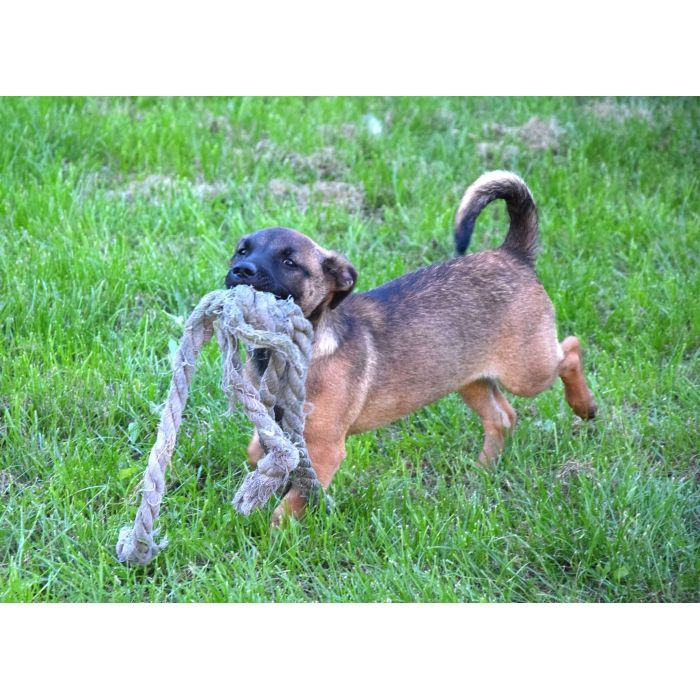 5 miesięczna Tina szczeniak szuka domu!