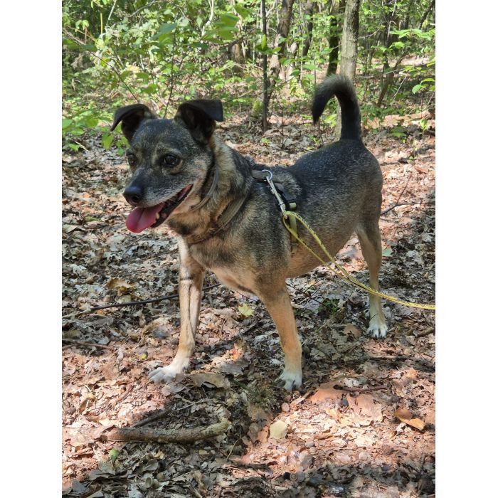 Niewielki Bureczek szuka domu!