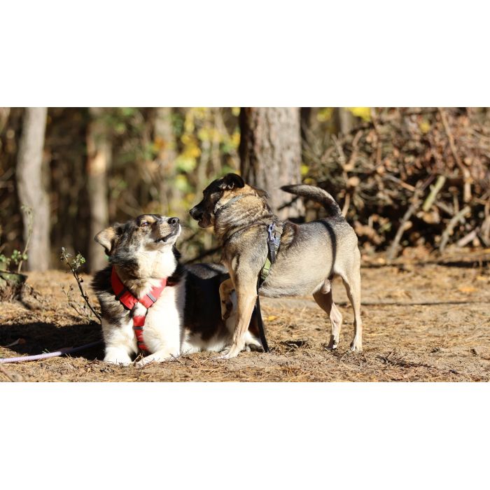 Niewielki Bureczek szuka domu!