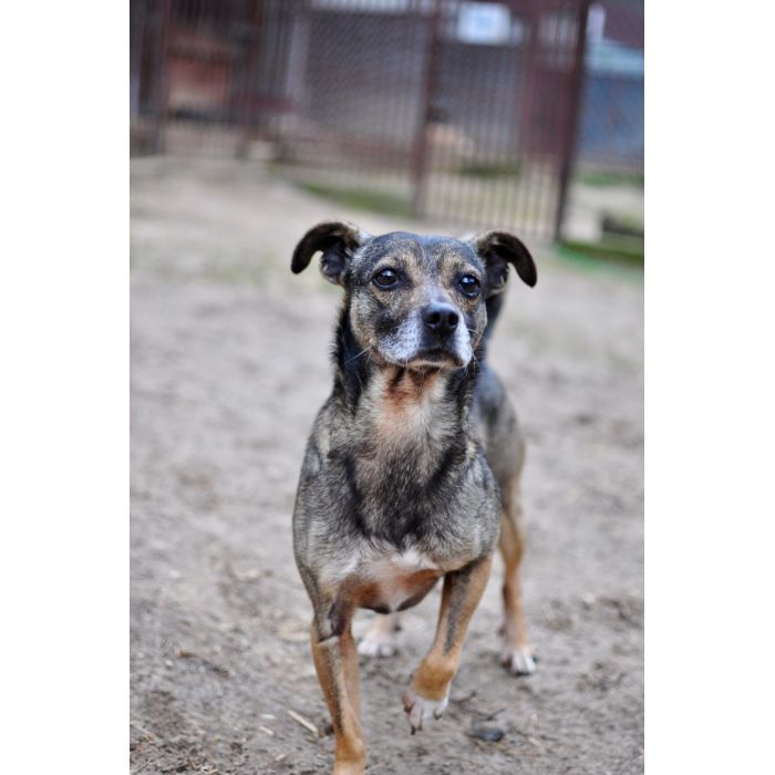 Niewielki Bureczek szuka domu!