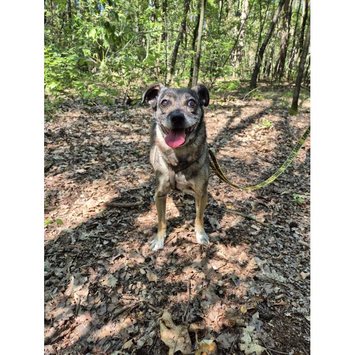 Niewielki Bureczek szuka domu!