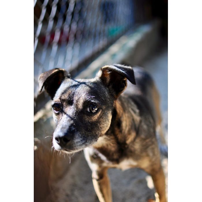 Niewielki Bureczek szuka domu!