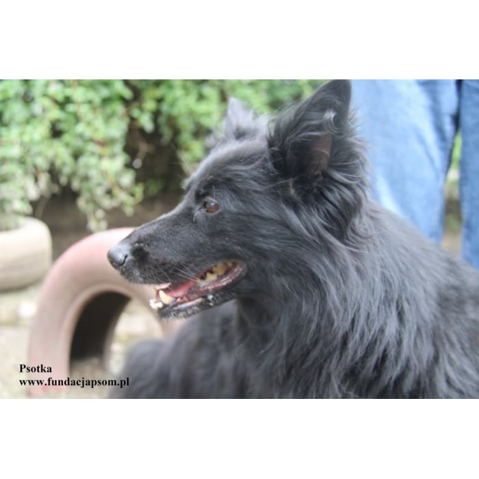 Psotka – młoda, energiczna i wierna jak owczarek!