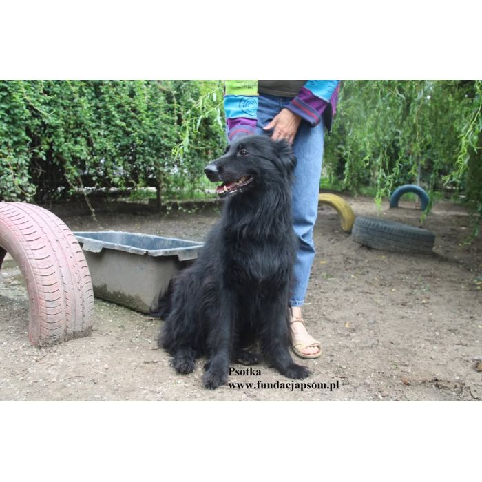 Psotka – młoda, energiczna i wierna jak owczarek!