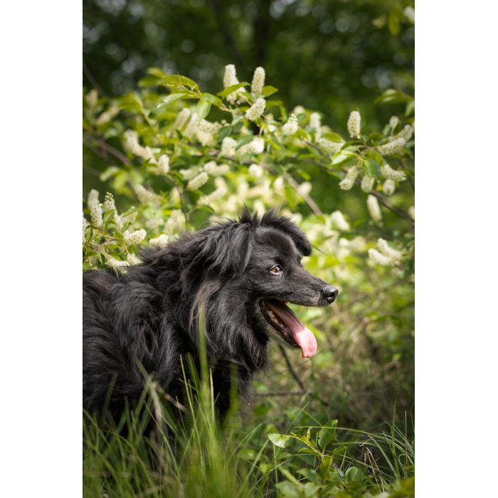 Piękny Leopold, uratuj go zza krat!