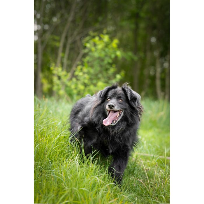 Piękny Leopold, uratuj go zza krat!