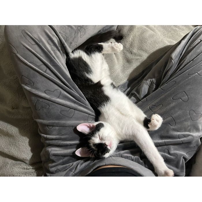 Lucek - domowy kociak, totalny słodziak szuka domu!