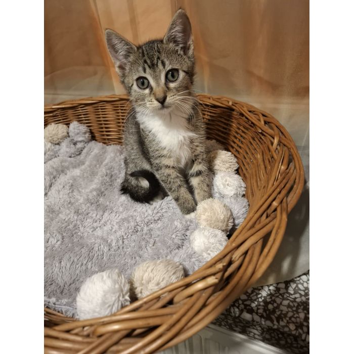 KOCIĘTA malutkie kociaki szukają domów!