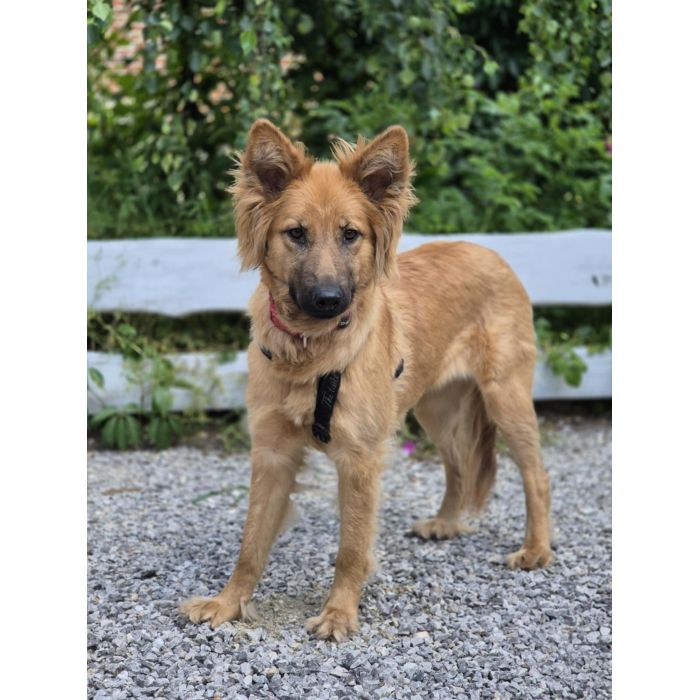 Bella - złotowłosa piękność, mądra, wesoła sunia do pokochania