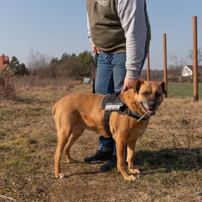 Aza - wesoła, łagodna, rodzinna sunia!