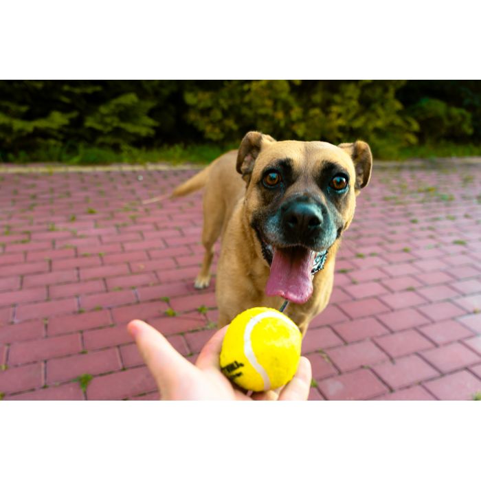 Aza - wesoła, łagodna, rodzinna sunia!