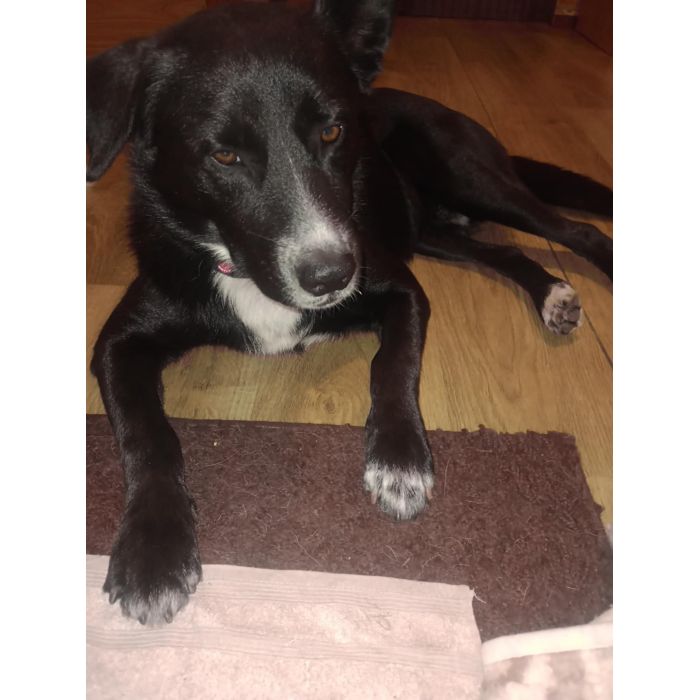 Atos - roczny, niekonfliktowy, przyjazny psiak!