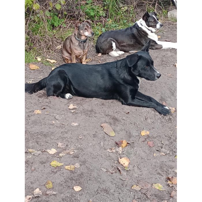 Atos - roczny, niekonfliktowy, przyjazny psiak!