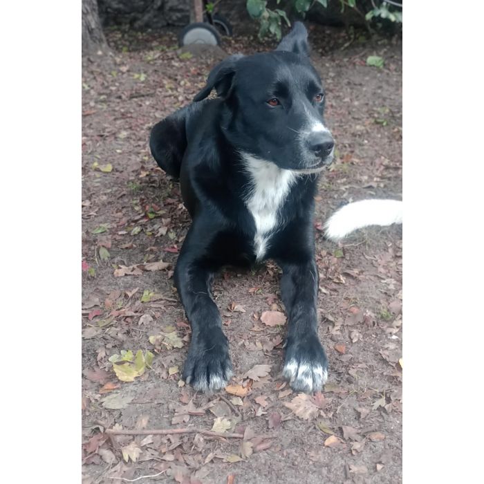 Atos - roczny, niekonfliktowy, przyjazny psiak!