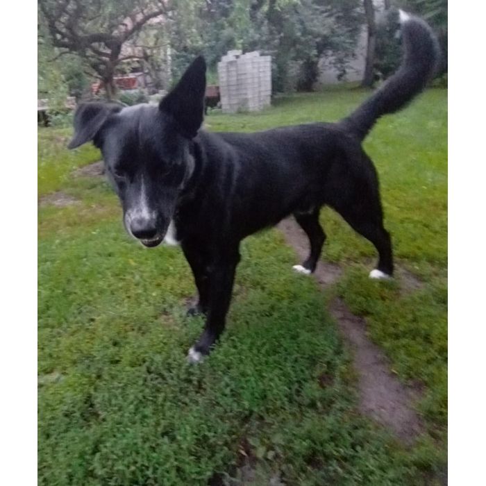 Atos - roczny, niekonfliktowy, przyjazny psiak!