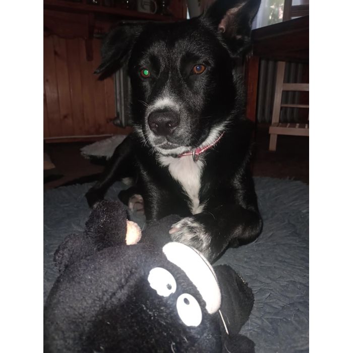 Atos - roczny, niekonfliktowy, przyjazny psiak!