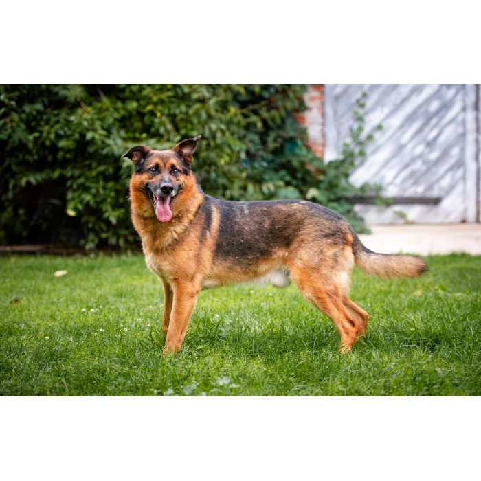 Fantastyczny Lizak - niekonfliktowy, rodzinny psiak!