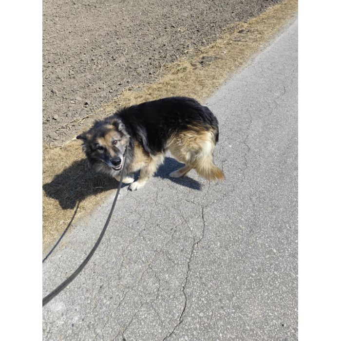 Aron - kochany, przyjazny owczarek szuka domu!