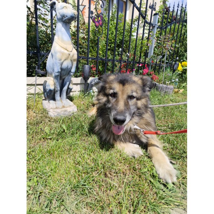 Aron - kochany, przyjazny owczarek szuka domu!