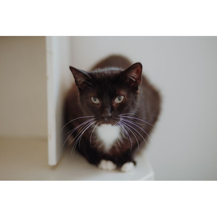 Bryś - wspaniały, delikatny kotek szuka domu!