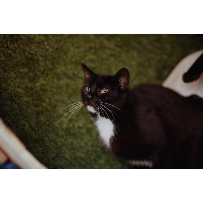 Bryś - wspaniały, delikatny kotek szuka domu!