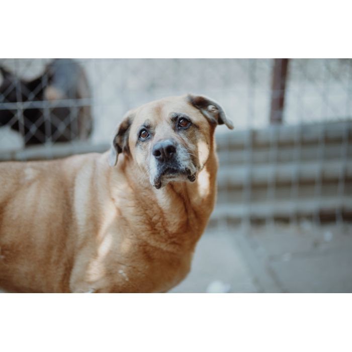 Suzi - domowa, wychowana suczka szuka domu!