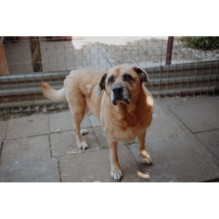 Suzi - domowa, wychowana suczka szuka domu!