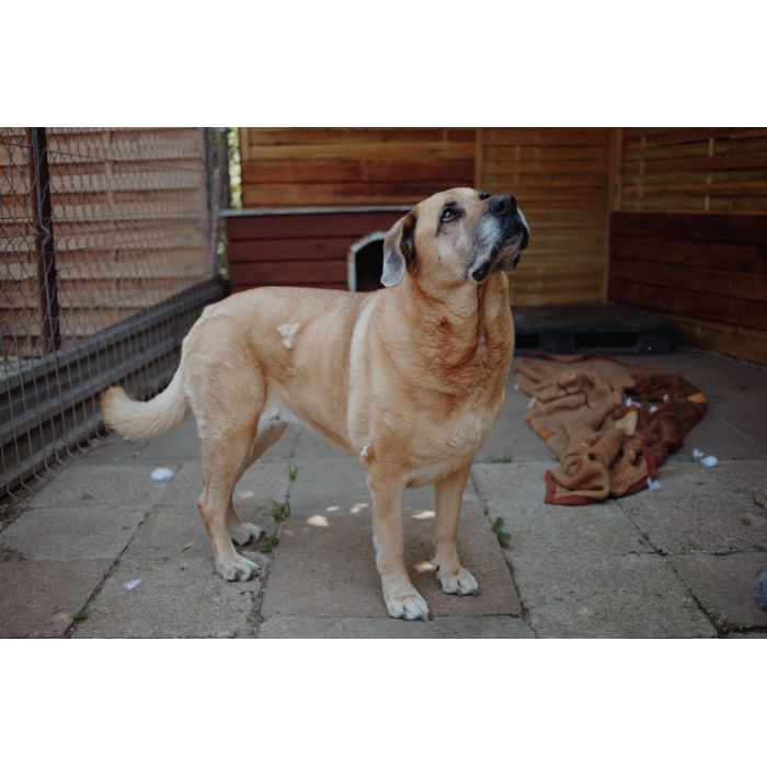 Suzi - domowa, wychowana suczka szuka domu!