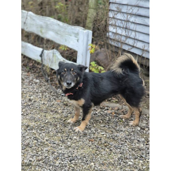 Józia - nakolankowa, wesoła sunia szuka domu!