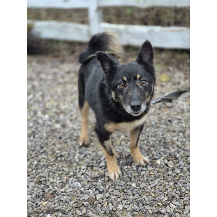 Józia - nakolankowa, wesoła sunia szuka domu!