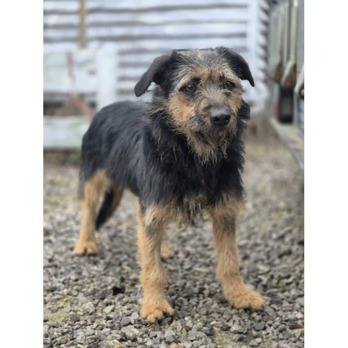 Kokosia - niewielka, delikatna sunia w typie terierka