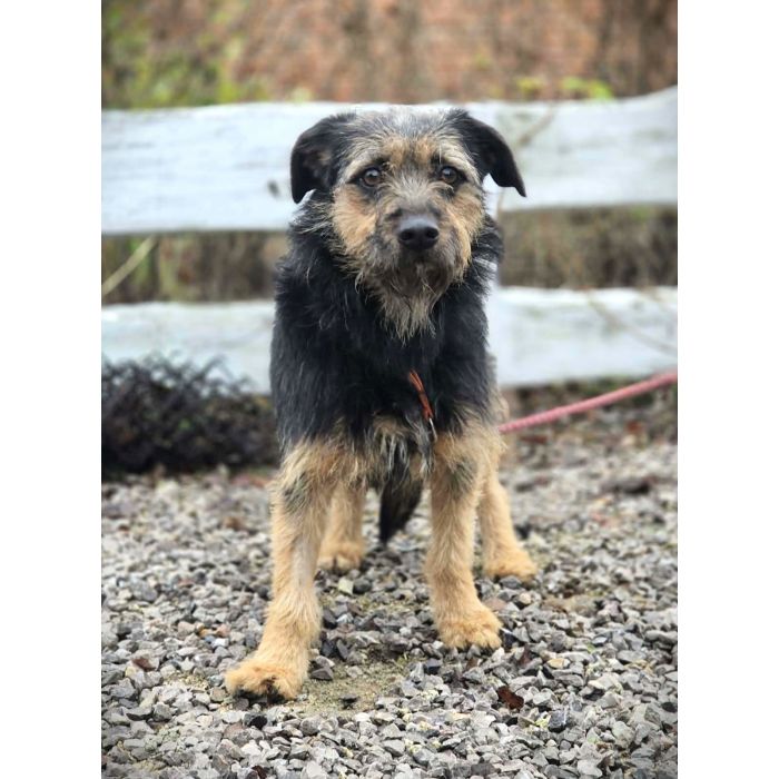 Kokosia - niewielka, delikatna sunia w typie terierka