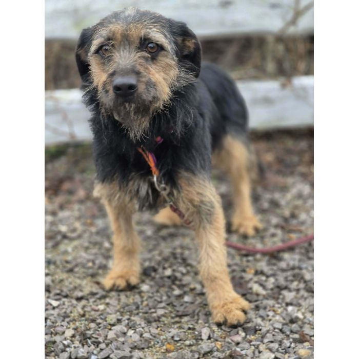 Kokosia - niewielka, delikatna sunia w typie terierka