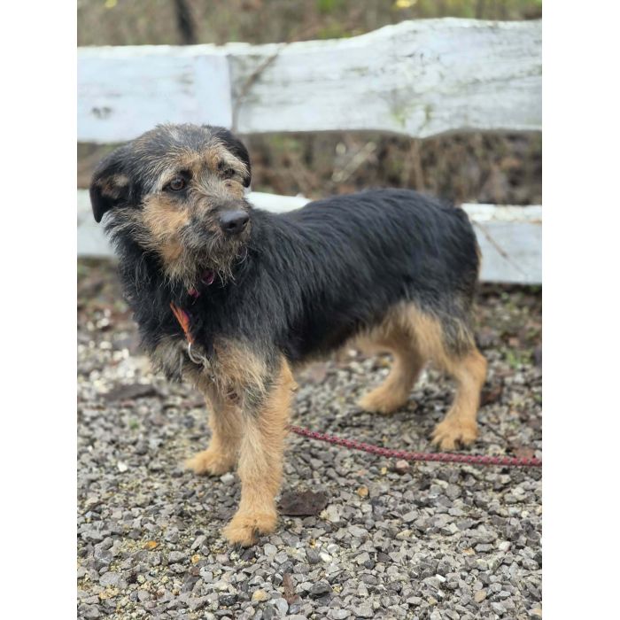 Kokosia - niewielka, delikatna sunia w typie terierka