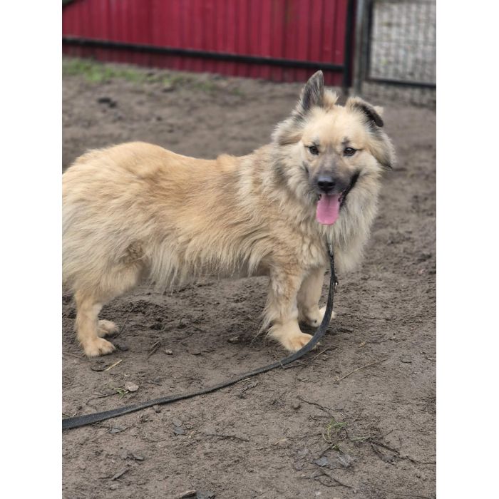 Maniuś – mały promyk radości szuka domu