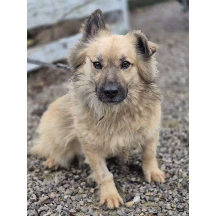 Maniuś – mały promyk radości szuka domu