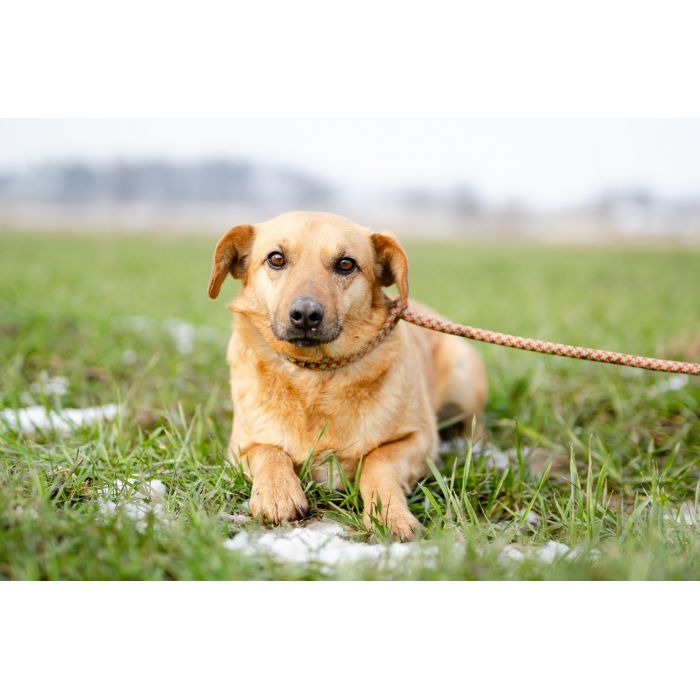 Delikatny Rudzik, oaza łagodności do pokochania!