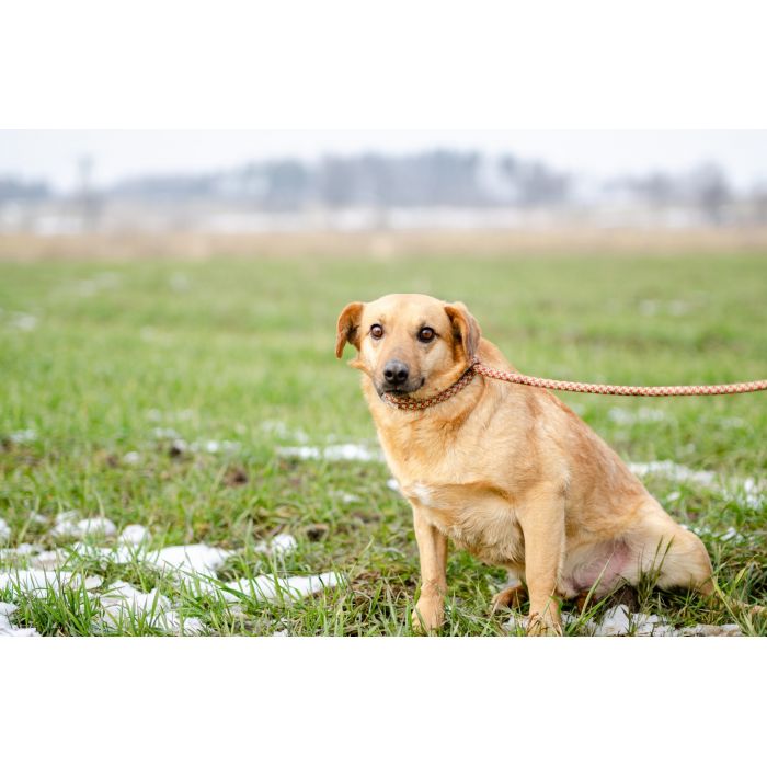 Delikatny Rudzik, oaza łagodności do pokochania!
